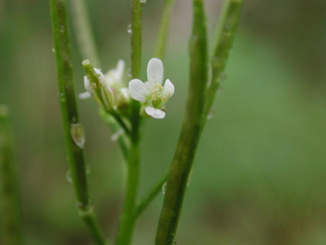 Little Western Bittercress --(Cardamine oligosperma) (17976 bytes)