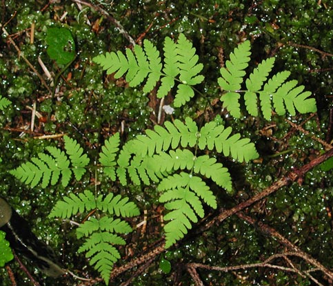 Oak Fern --(Gymnocarpium dryopteris) (73062 bytes)