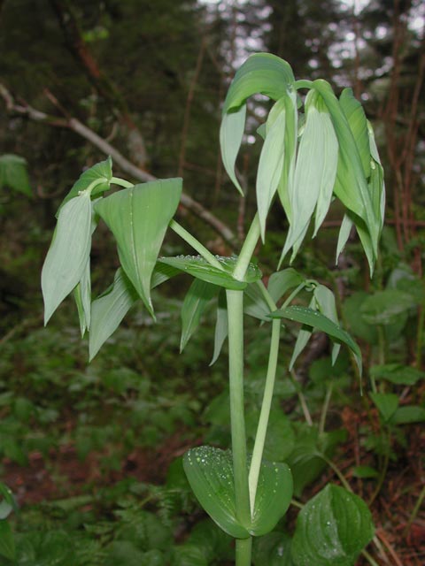 Clasping Twistedstalk --(Streptopus amplexifolius) (44845 bytes)