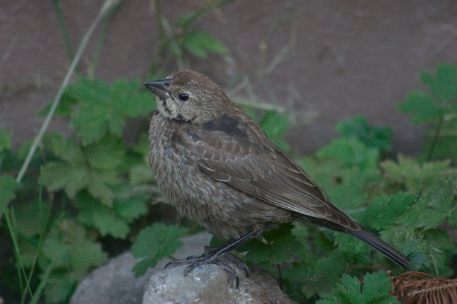 Juvenile Brown-headed Cowbird --(Molothrus ater) (44294 bytes)