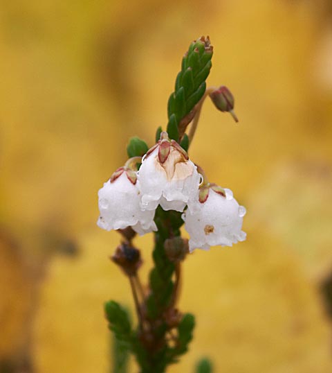 White Mountain Heather --(Cassiope mertensiana) (20360 bytes)
