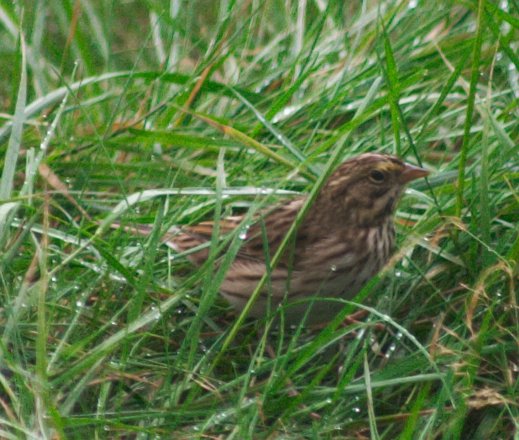 Savannah Sparrow (65620 bytes)