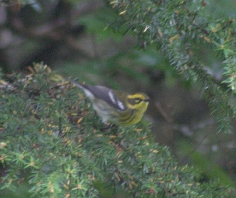 Townsend's Warbler --(Dendroica townsendi) (38139 bytes)