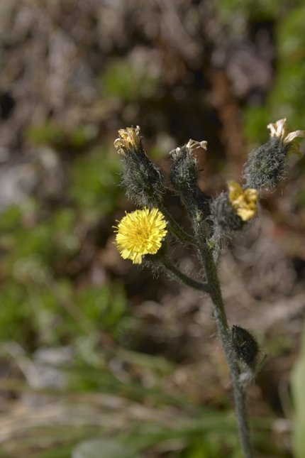 Wooly Hawkweed Flower --(Hieracium triste) (38889 bytes)