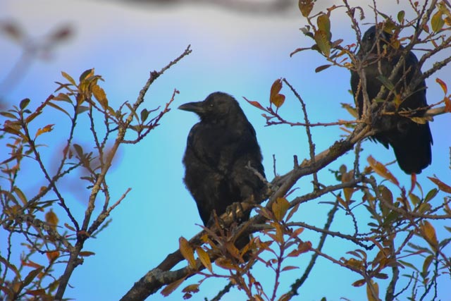 Northwestern Crow --(Corvus caurinus) (59992 bytes)