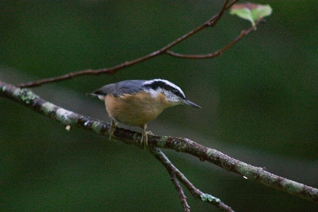 Red-breasted Nuthatch --(Sitta canadensis) (52490 bytes)