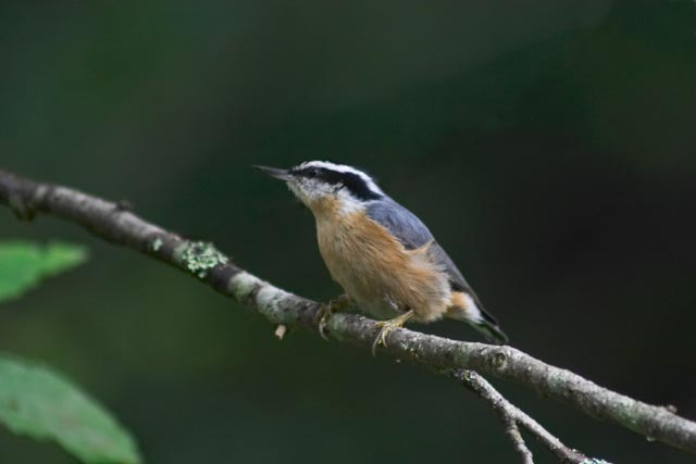 Red-breasted Nuthatch --(Sitta canadensis) (16613 bytes)