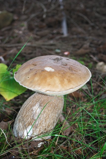 Brown Mushroom (65901 bytes)