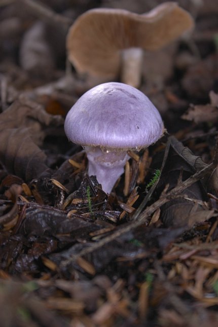 Purple Mushroom (43446 bytes)
