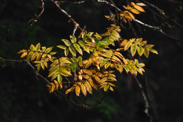 Fall Color --(Sorbus scopulina) (42603 bytes)