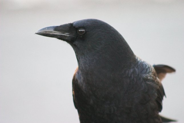 Northwestern Crow --(Corvus caurinus) (25415 bytes)