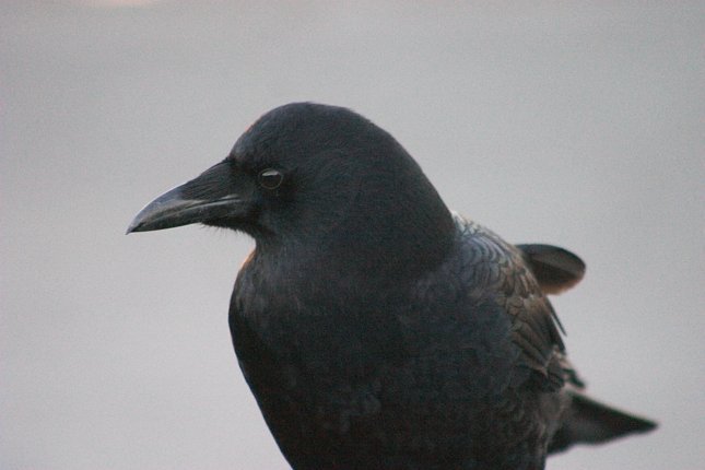 Northwestern Crow --(Corvus caurinus) (33042 bytes)