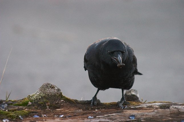 Northwestern Crow --(Corvus caurinus) (40144 bytes)