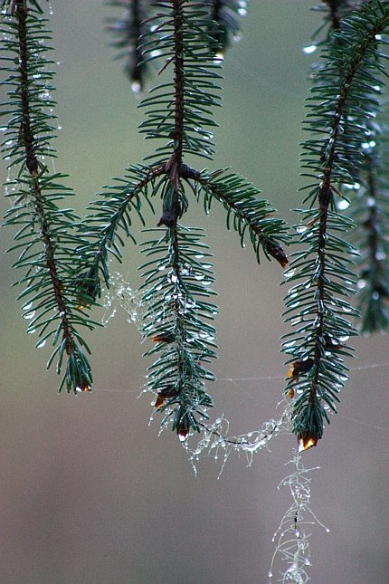 Spruce Branches --(Picea sitchensis) (87563 bytes)