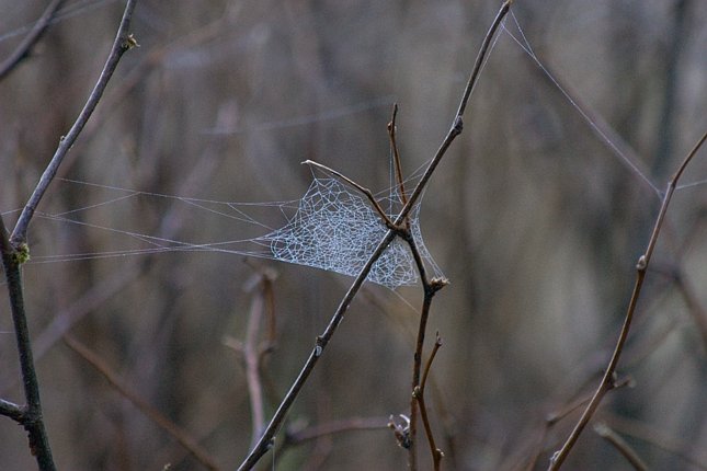 Spider Web (48204 bytes)