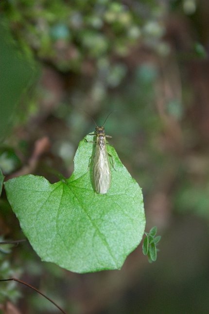 Insect on a Leaf (37101 bytes)