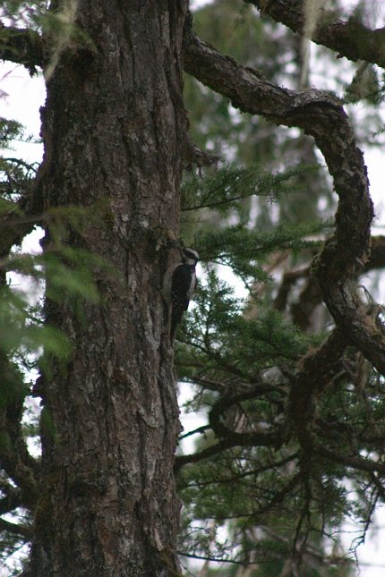 Hairy Woodpecker --(Picoides villosus) (74743 bytes)