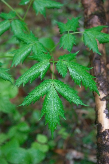 Baneberry Leaves --(Actaea rubra) (53664 bytes)