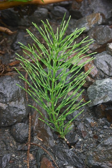 Horsetail --(Equisetum arvense) (88116 bytes)