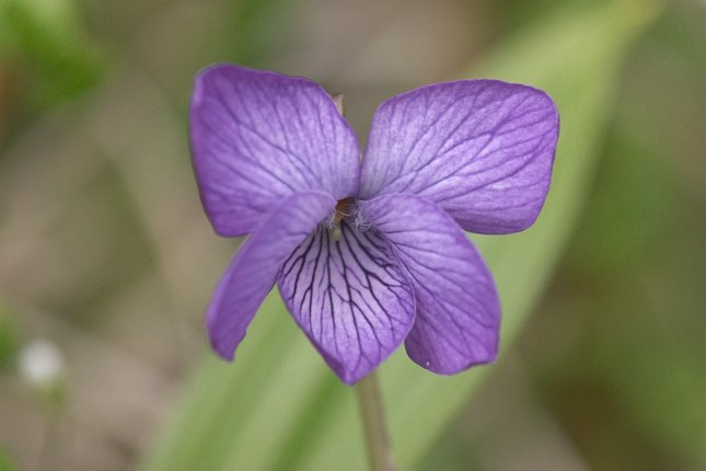 Alaska Violet --(Viola langsdorffii) (32434 bytes)