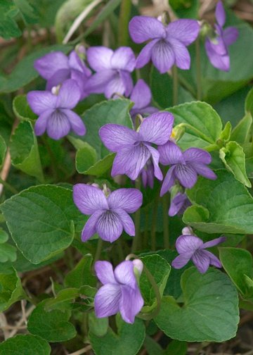 Alaska Violet --(Viola langsdorffii) (42547 bytes)