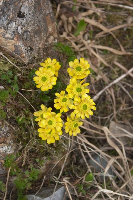 Cooley's Buttercup --(Ranunculus cooleyae) (79910 bytes)