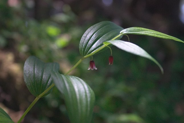 Rosy Twisted Stalk --(Streptopus roseus) (37461 bytes)