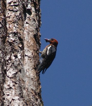 Red-Breasted Sapsucker with Food --(Sphyrapicus ruber) (36387 bytes)