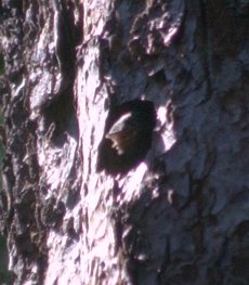 Young Sapsucker --(Sphyrapicus ruber) (18079 bytes)