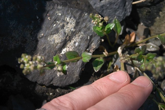 Scurvy Grass --(Cochlearia officinalis) (54533 bytes)
