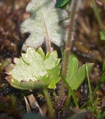 Wood Saxifrage Leaves --(Saxifraga mertensiana) (16157 bytes)