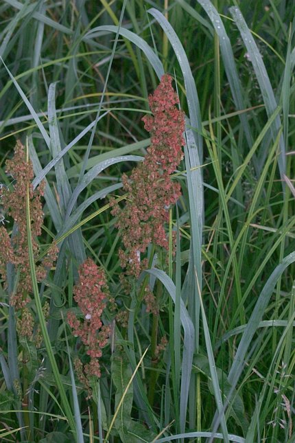 Curled Dock --(Rumex crispus) (84728 bytes)