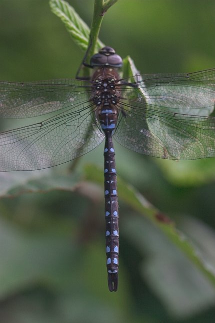 Mosaic Darner Dragonfly --(Aeshna sp.) (39846 bytes)
