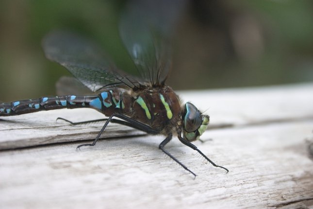 Mosaic Darner Dragonfly --(Aeshna sp.) (35796 bytes)