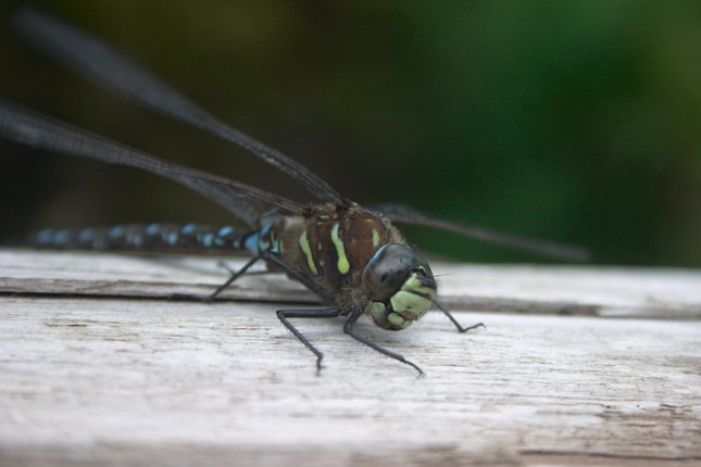 Mosaic Darner Dragonfly --(Aeshna sp.) (34703 bytes)