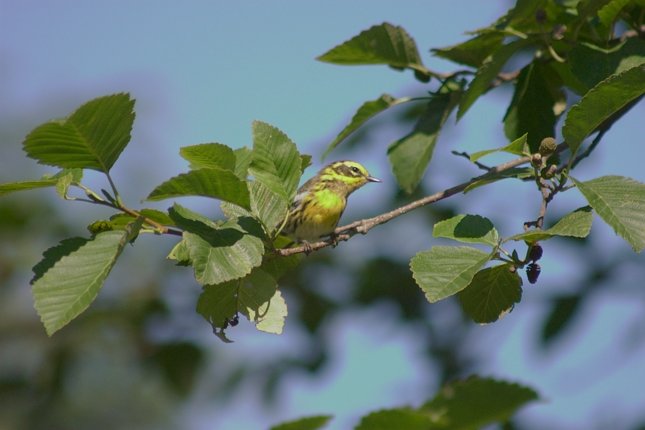 Townsend's Warbler --(Dendroica townsendi) (41265 bytes)