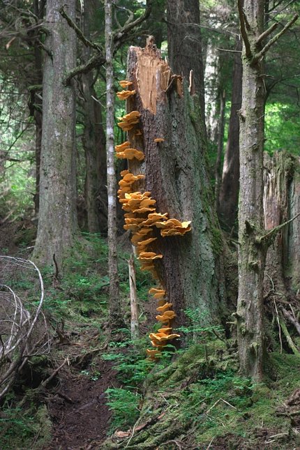 Chicken of the Woods (106430 bytes)