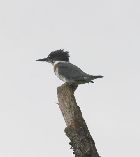 Belted Kingfisher --(Ceryle alcyon) (10053 bytes)