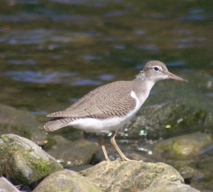 Spotted Sandpiper --(Actitis macularia) (31379 bytes)
