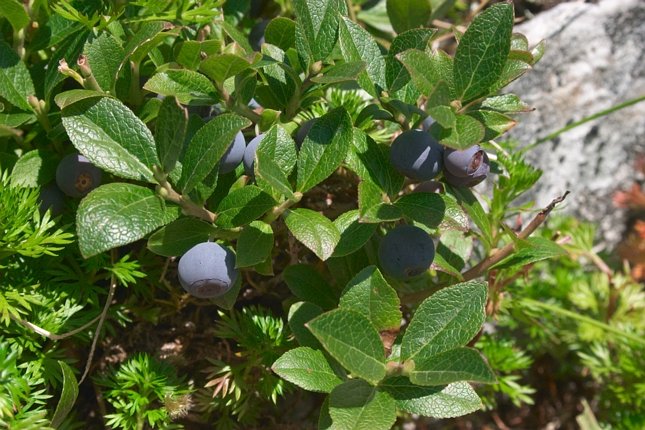 Dwarf Blueberries --(Vaccinium caespitosum) (88882 bytes)