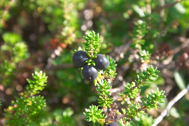 Crowberries --(Empetrum nigrum) (59700 bytes)