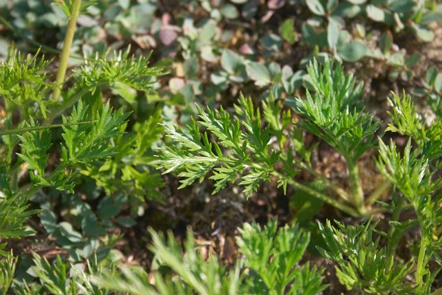 Mountain Sagewort Leaves --(Artemisia norvegica) (82014 bytes)