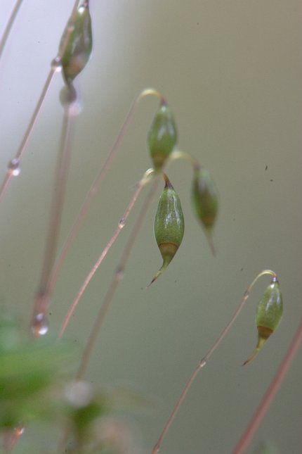 Sporophytes Closeup (21806 bytes)