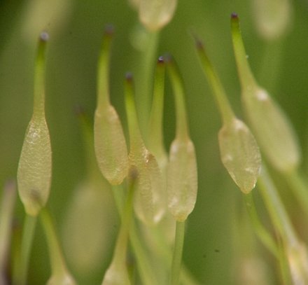 Sporophyte Closeup (21399 bytes)