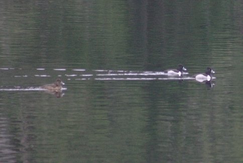 Ring-necked Duck --(Aythya collaris) (24370 bytes)