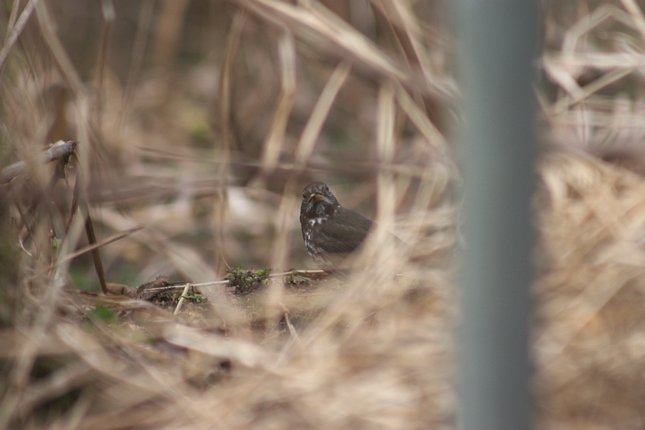 Cautious Fox Sparrow --(Passerella iliaca) (36003 bytes)