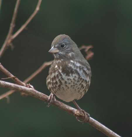Perched Fox Sparrow --(Passerella iliaca) (21342 bytes)