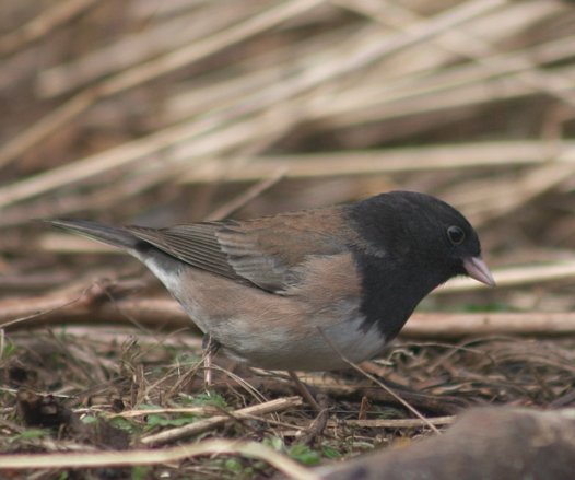 Dark-eyed Junco Male --(Junco hyemalis) (39564 bytes)