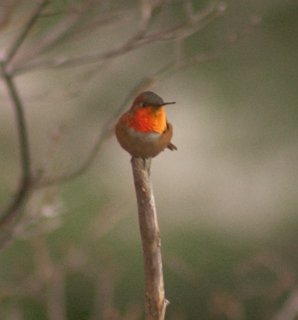 Rufous Hummingbird  --(Selasphorus rufus) (11332 bytes)