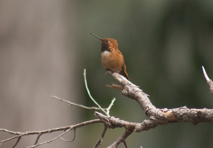 Rufous Hummingbird --(Selasphorus rufus) (40327 bytes)